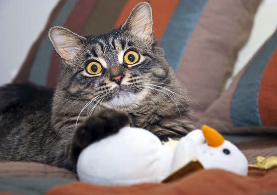 kaiyun官方网站-关注！欧洲冠军联赛最新战况一览，欧洲冠军联赛集锦