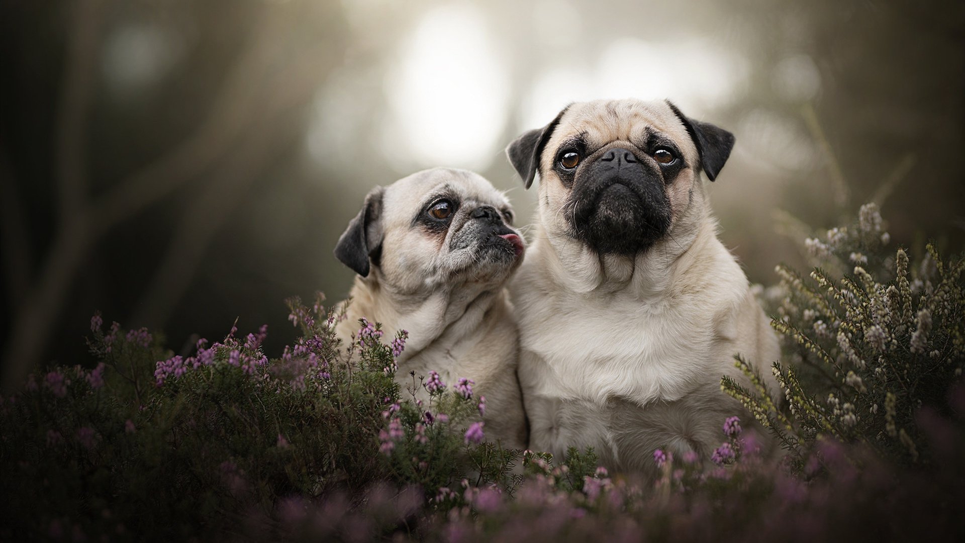 开云·Kaiyun网页版-法甲VAR系统语义处理模块提升判罚透明度和公平性  第3张