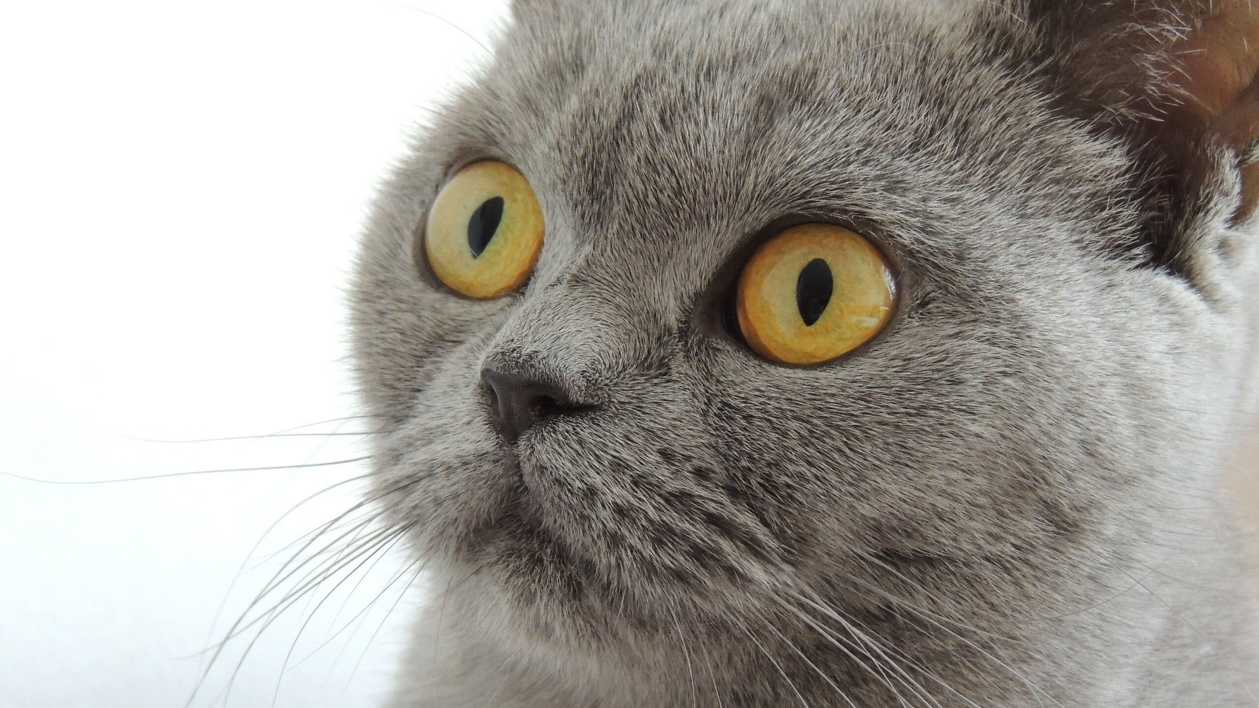 kaiyun中国官方网站-赛季最热话题：裁判争议不断，足球公正性引发热议，足球公平吗