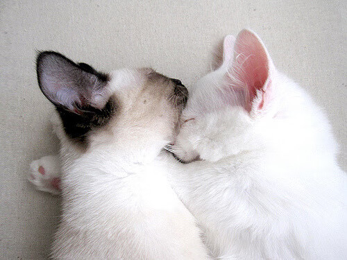 开云体育APP下载-五大联赛逆风翻盘成功率是否下降明显，五大联赛连败纪录  第6张