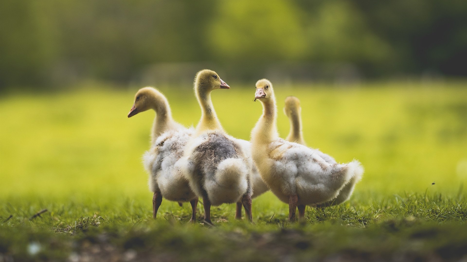 开云官方网站-兴隆湖上演“国际艇战”，多国精英争锋