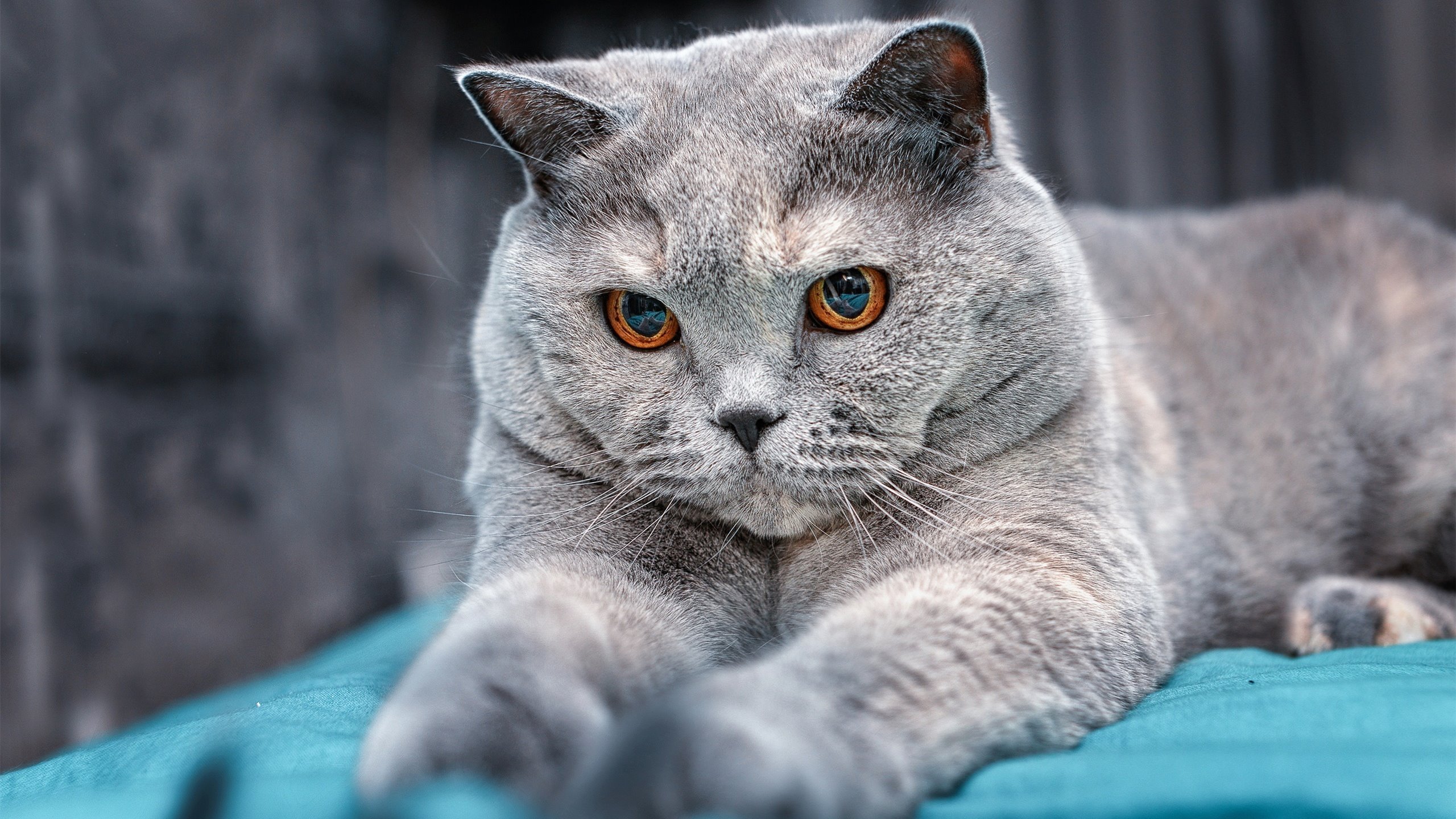 开云中国大陆-球队前锋组合失联是否意味着进攻战术应重新设计，前锋足球队员