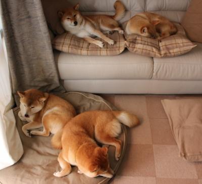 开云网页版-皇家贝蒂斯保持阵容稳定打出默契配合，皇家贝蒂斯厉害吗