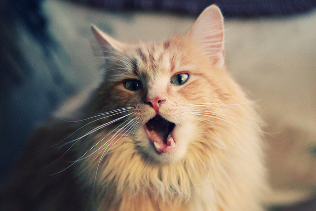 kaiyun登录入口-乌拉圭男篮在南美锦标赛中崭露头角，期待国际舞台更大突破，乌拉圭篮球赛