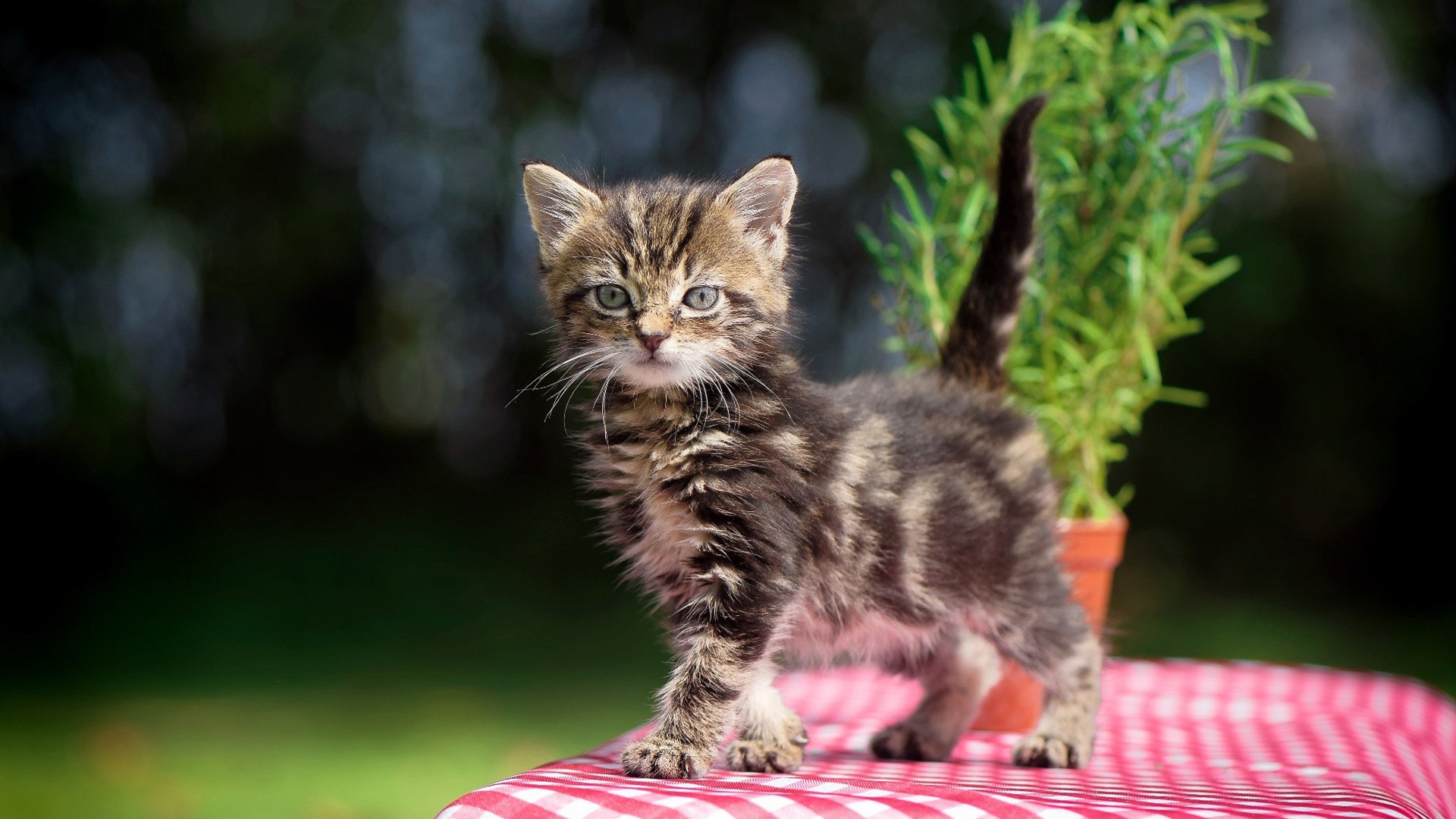 开云官网-安东·李恩：全黑队的防守利器，精准抢断与超强拦截能力，安东内拉百科