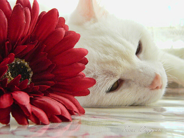 kaiyun网站-普劳德冲刺阶段技术表现惊艳，劳德普鲁