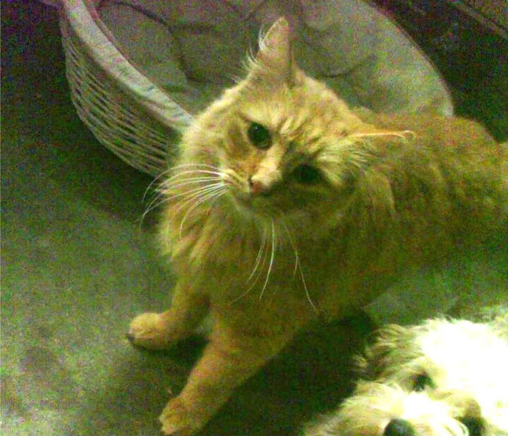 开云网页版-法甲俱乐部的绿色行动方案，法甲绿军