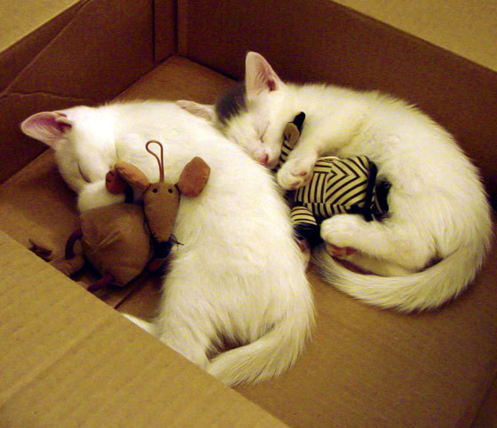 开云kaiyun-绿色可再生材料逐渐替代传统建材，引领足球场馆绿色转型，绿色再生资源回收是什么意思