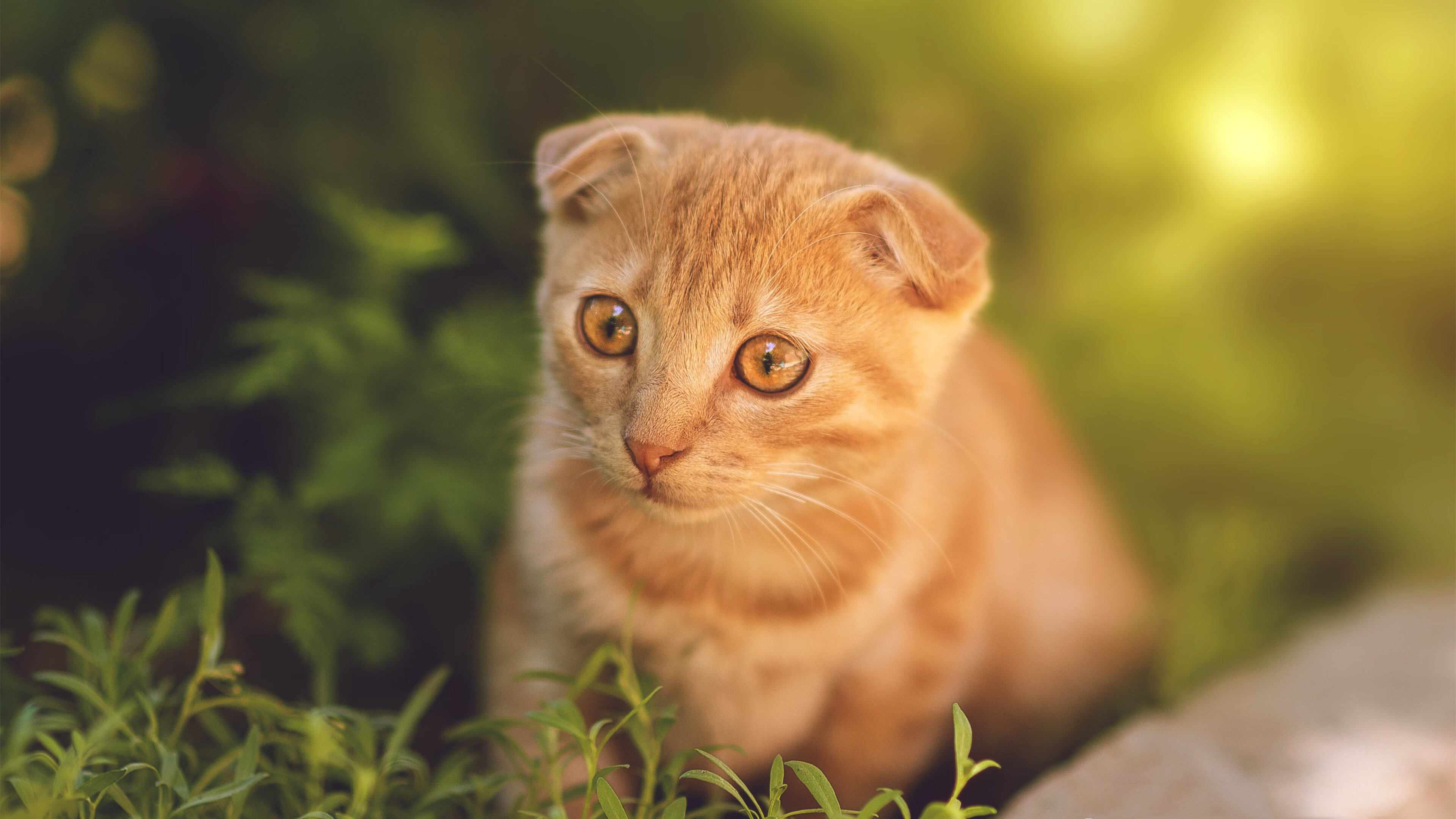 Kaiyun官方登录入口-中超联赛观众体验服务创新措施，中超观众入场