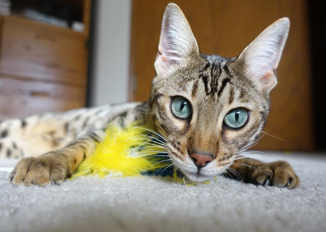 开云官方网页登录-北京首钢迎赵睿训练 备战气氛火热，首钢赵波